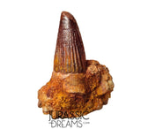 S347 - Outstanding Spinosaurus aegyptiacus Dinosaur Tooth in Natural Matrix - Visible Carina