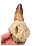 S429 - Rare Unusual Mosasaur Prognathodon cf solvayi Rooted Tooth with Emerging Replacement Tooth