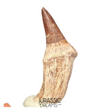 S408- Nicely Preserved Gavialimimus almaghribensis (Rare Mosasaur species) Rooted Tooth - Late Cretaceous