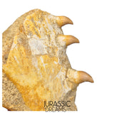 S265 - Beautiful Halisaurus arambourgi (Mosasaur) Partial Right Maxillary - Late Cretaceous