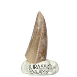 S217 - Top Rare Majungasaurus crenatissimus Abelisaurid Dinosaur PREMAXILLARY Tooth