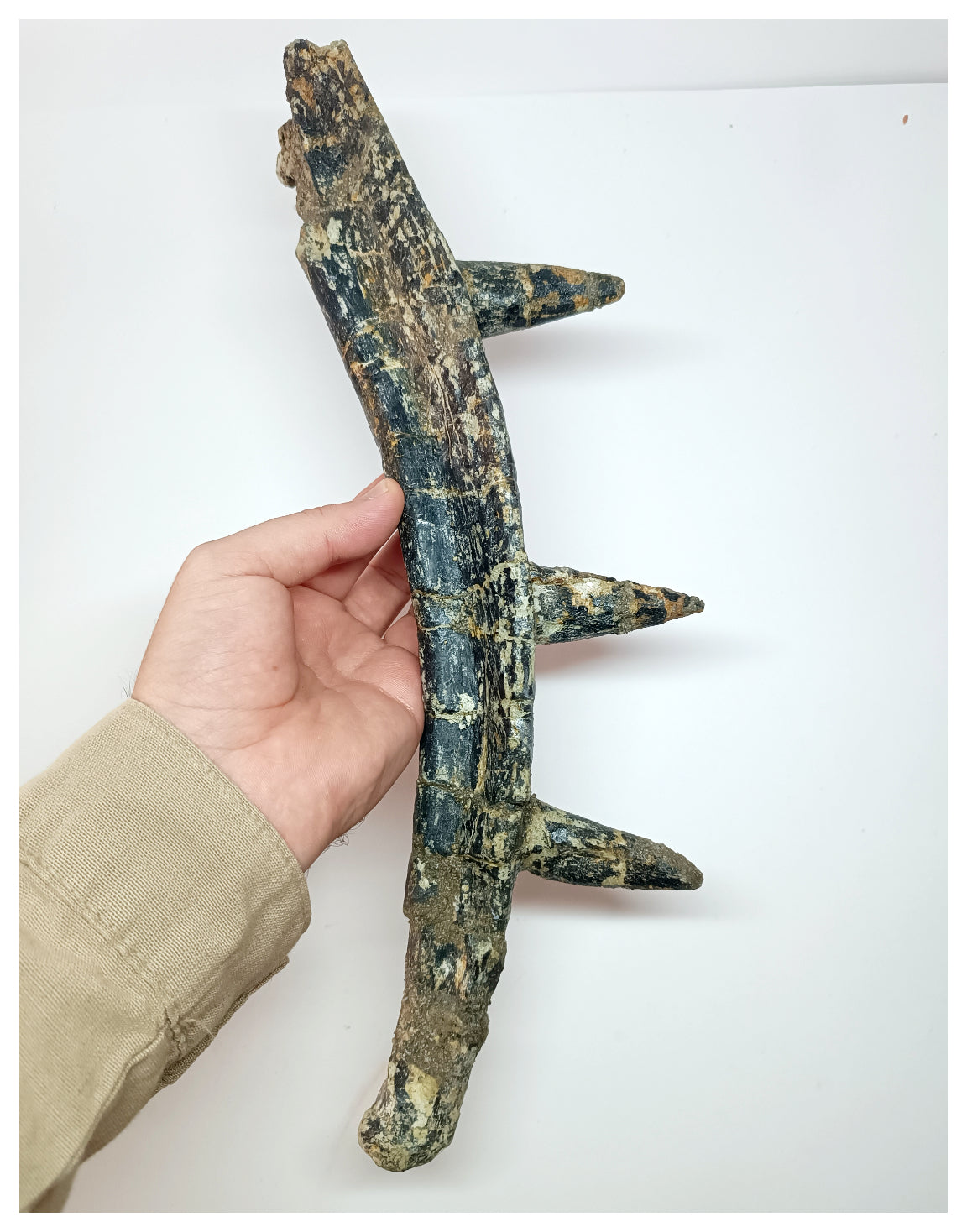 1211 Museum Grade afer Oldest Ankylosaurian Dinosaur Par