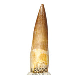 S416 - Stunning Large Zarafasaura oceanis (Elasmosaur) Partially Rooted Tooth - Late Cretaceous