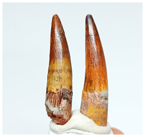 1157 - Gem Grade Set of 2 Juvenile Spinosaurus aegyptiacus Dinosaur Teeth