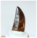 1021 - Gem Grade Carcharodontosaurus saharicus 1.25'' Dinosaur Tooth