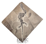 S289 - Interesting Genuine Partially disarticulated Keichousaurus hui skeleton Early Triassic Marine Reptile