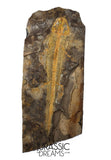 J567 - Museum Grade Rare Jeholotriton paradoxus - Primitive Jurassic Salamander - Daohugou Beds