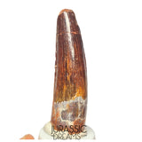 S311 - Nicely Preserved Spinosaurus aegyptiacus Dinosaur Tooth - Cretaceous Red Sanstone Beds