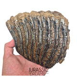 S236 - Nicely Preserved Huge Ice Age Woolly Mammoth (Mammuthus primigenius) Upper Molar Tooth