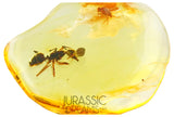 J35 - SUPERB Ant Formicidae Fossil Inclusion Genuine BALTIC AMBER + HQ Picture