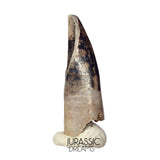 J477 - Tyrannosaur Dinosaur Tooth - Nanotyrannus Premaxillary Tooth (cf Aublysodon) - Hell Creek Fm