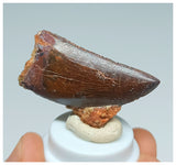 1057 - Gem Grade Carcharodontosaurus saharicus 1.45'' Dinosaur Tooth