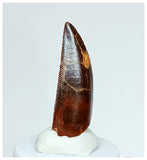 1026 - Gem Grade Abelisaurid 1.14'' Dinosaur Tooth