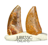 S199 - Set of 2 Nice Rare Kryptops palaios Abelisaurid Theropod Dinosaur Teeth - Elrhaz Fm