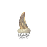 S417 - Top Rare Acheroraptor temertyorum (Dromaeosaurid Raptor Theropod) Dinosaur Tooth - Lance Creek Fm