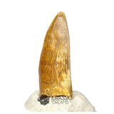 20148 - Nicely Preserved Kryptops palaios Abelisaurid Theropod Dinosaur Tooth