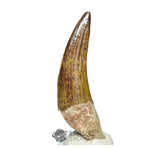 20027 - Gem Grade Large Suchomimus tenerensis Dinosaur Tooth - Lower Cretaceous IN CATAWIKI AUCTION NOW