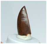 1060 - Gem Grade Abelisaurid 0.98'' Dinosaur Tooth