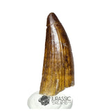 20181 - Large Partial Suchomimus tenerensis Spinosaurid Dinosaur Tooth