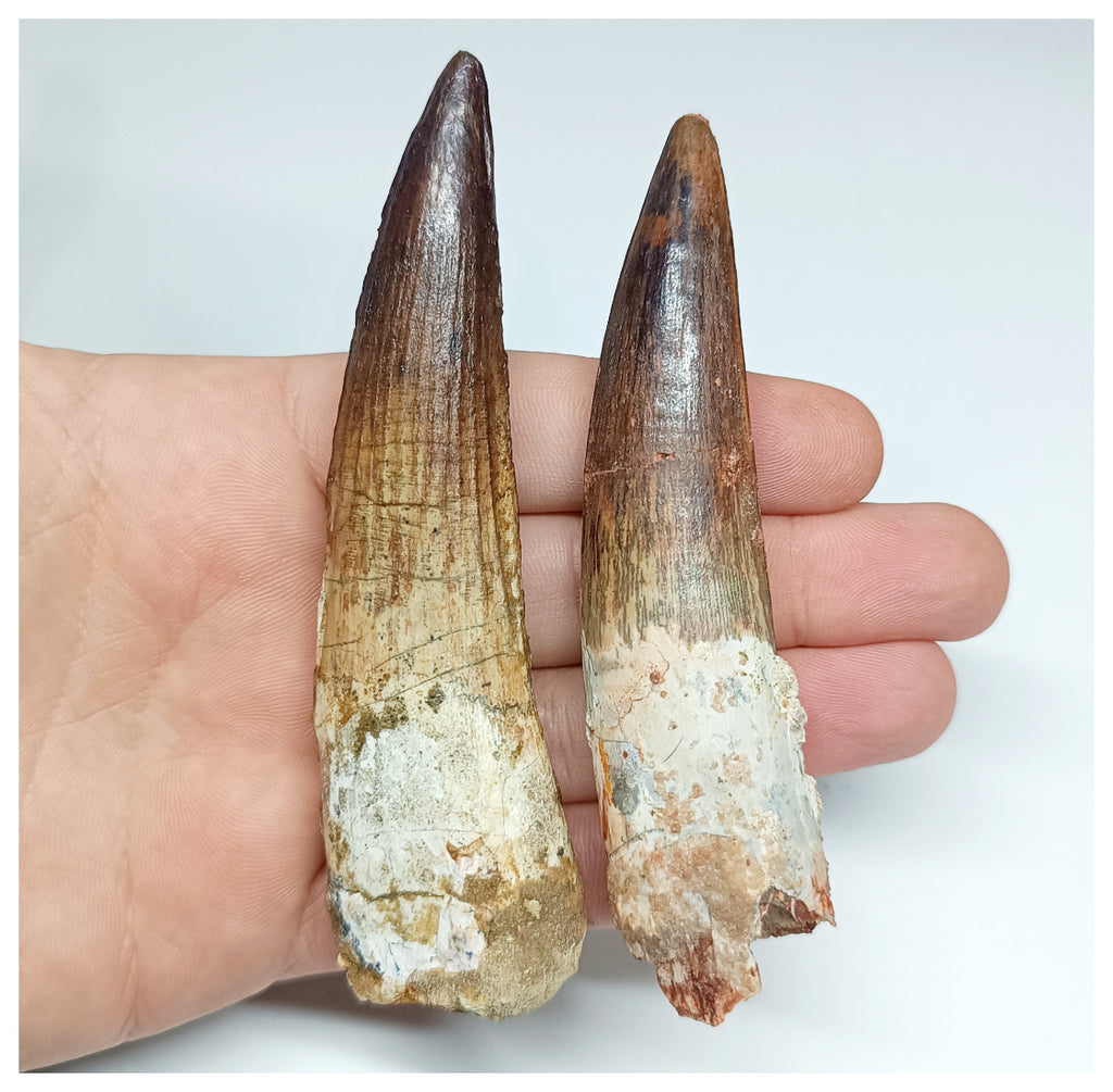 1181 -Set of 2 Huge Spinosaurus Dinosaur Teeth Upper Cretaceous KemKem Beds