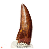 S110 - Gem Grade Carcharodontosaurus saharicus Dinosaur Tooth