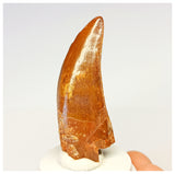 1316- Gem Grade Premaxillary Carcharodontosaurus saharicus Dinosaur Tooth