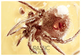 J40 - Nice SPIDER Araneae Fossil Inclusion Genuine BALTIC AMBER + HQ Picture