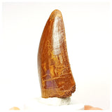 1337 - Nicely Preserved Carcharodontosaurus saharicus Dinosaur Tooth