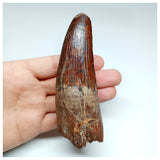 1043 - Massive Rooted Spinosaurus aegyptiacus 4.72'' Dinosaur Tooth