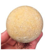 J339 - Rare Fossil Egg of Giant Tortoise Aldabrachelys abrupta - Holocene from Madagascar