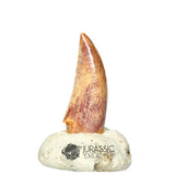 20138 - Gem Grade Abelisaurid Dinosaur Tooth - Cretaceous KemKem Beds