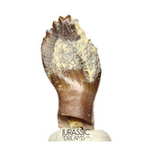 J514 - Top Rare cf Archaeodontosaurus Primitive Prosauropod Dinosaur Tooth - Middle Jurassic