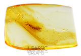 J502 - Top Rare CENTIPEDE Lithobiidae Fossil Inclusion Genuine BALTIC AMBER + HQ Picture