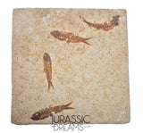 S247- Aesthetic "Knightia eocaena" Fossil Fish Mass Mortality Plate with 4 specimens - Eocene Age from USA