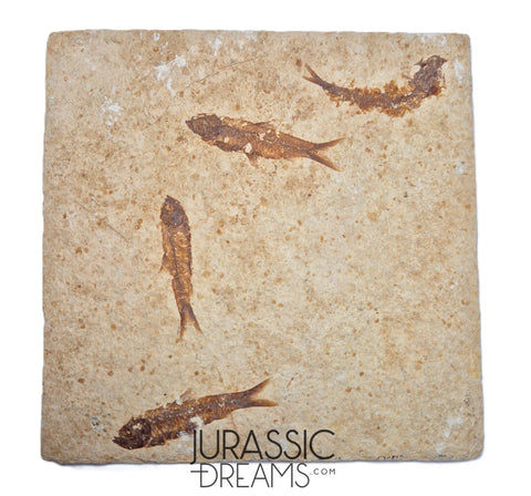 S247- Aesthetic "Knightia eocaena" Fossil Fish Mass Mortality Plate with 4 specimens - Eocene Age from USA