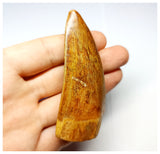 1331 - Huge Carcharodontosaurus saharicus Dinosaur Tooth - Cretaceous KemKem Beds