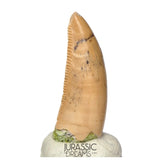 S164 - Large Majungasaurus crenatissimus Abelisaurid Dinosaur Tooth with Unusual Green Sandstone matrix on its base