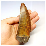 1315 - Investment Grade 12,6cm Carcharodontosaurus saharicus Dinosaur Tooth - Cretaceous KemKem Beds