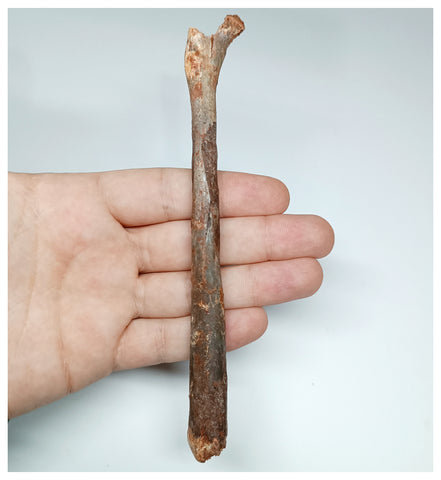 1072 - Museum Grade Unidentified Pterosaur Femur Bone Cretaceous KemKem