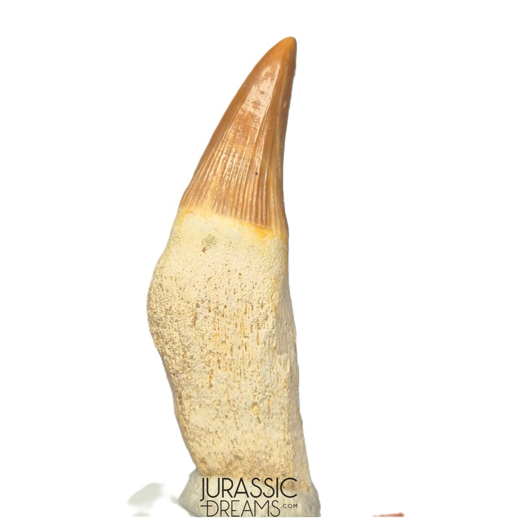 S254- Finest Grade Gavialimimus almaghribensis (Rare Mosasaur species) Rooted Tooth - Late Cretaceous