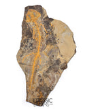 J507 - Museum Grade Rare Jeholotriton paradoxus - Primitive Jurassic Salamander - Daohugou Beds