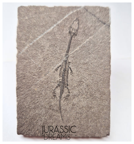 S124 - Superb Top Quality Juvenile Baby Keichousaurus hui Early Triassic Marine Reptile