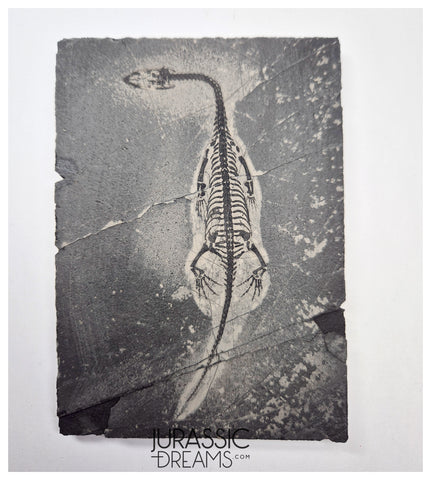 S138 - Nice Keichousaurus hui Early Triassic Marine Reptile WITH PRESERVED TEETH