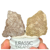 J286- Exceedingly Rare Set of 2 Large Saltasaurus Titanosaur Egg Shells - Late Cretaceous Anacleto Fm