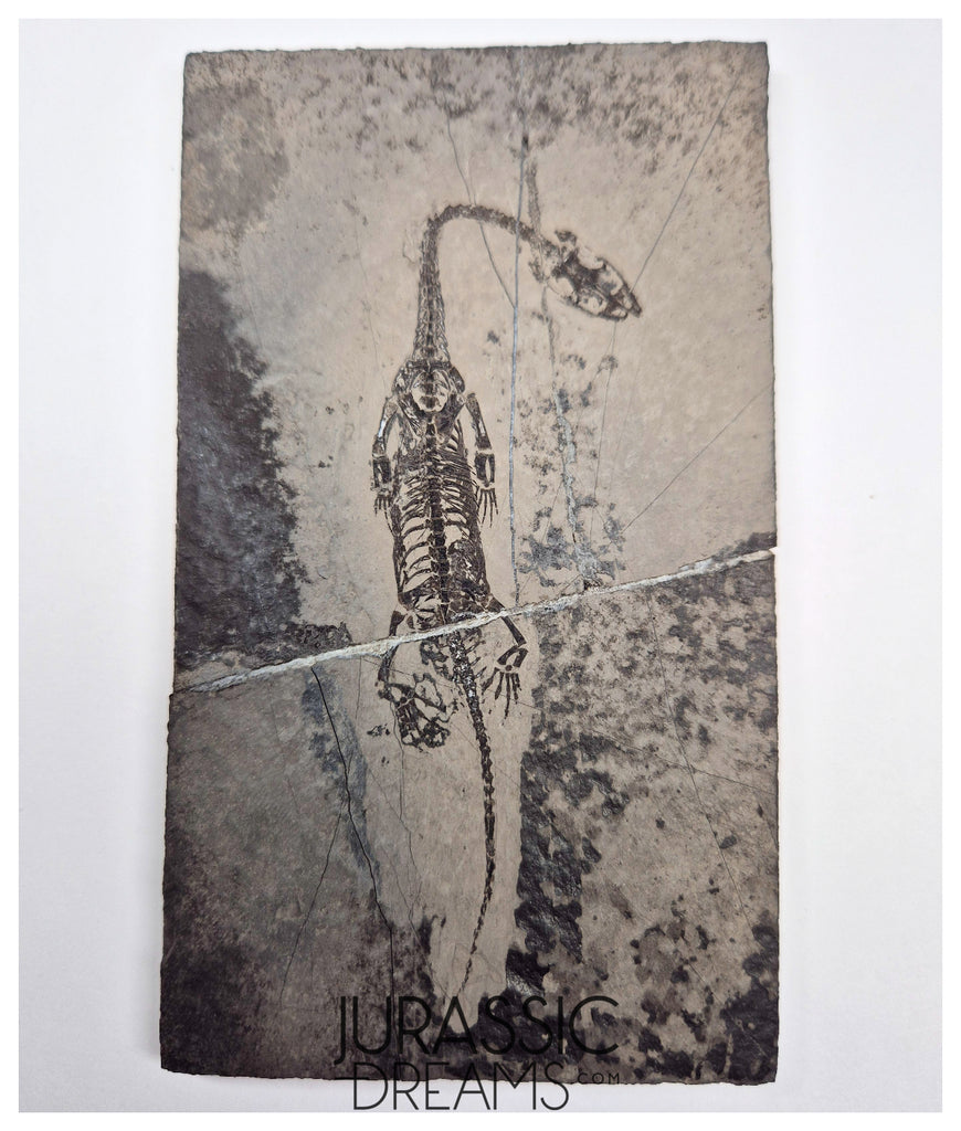 S226 - Top Well Preserved Keichousaurus hui Early Triassic Marine Reptile WITH VISIBLE TEETH dorsal view