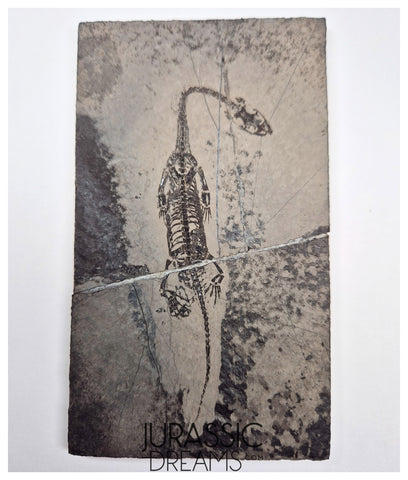 S226 - Top Well Preserved Keichousaurus hui Early Triassic Marine Reptile WITH VISIBLE TEETH dorsal view