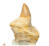 S305- Finest Grade Gavialimimus almaghribensis (Rare Mosasaur species) Tooth in Maxilla bone
