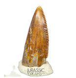 S69 - Top Rare Majungasaurus crenatissimus Abelisaurid Dinosaur PREMAXILLARY Tooth