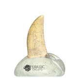20241 - Nicely Preserved Kryptops palaios Abelisaurid Theropod Dinosaur Tooth