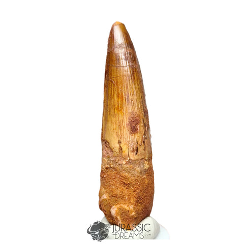 20179 - Nicely Preserved Large Spinosaurus aegyptiacus Dinosaur Tooth